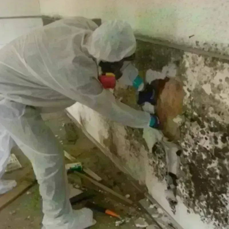 Mold Remediation and Removal in Bay City, MI